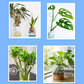 Professional nutrient solution for flowering potted plants