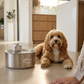 Wireless, plug-free, automatic water sensor pet drinking machine for cats and dogs. Continuous circulating fresh water intelligent drinking machine.