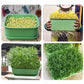 🔥Buy 3 Get 1 Free🔥Stackable Bean Sprout Growing Box
