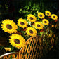 🌻 60% OFF FLASH SALE ! Sunflower Solar Lights – Glowing Decor for Garden ✨🌿【Hurry Up】