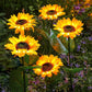 🌻 60% OFF FLASH SALE ! Sunflower Solar Lights – Glowing Decor for Garden ✨🌿【Hurry Up】