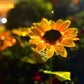 🌻Pre-Mother's Day Promotion 49% Off - Waterproof Sunflower Solar Garden Stake Lights