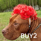 🐱LAST DAY SALE: ONLY ￡9.99!!🎁✨Funny Pet Wig Set