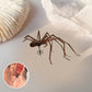 😍Giant spider earrings🔥